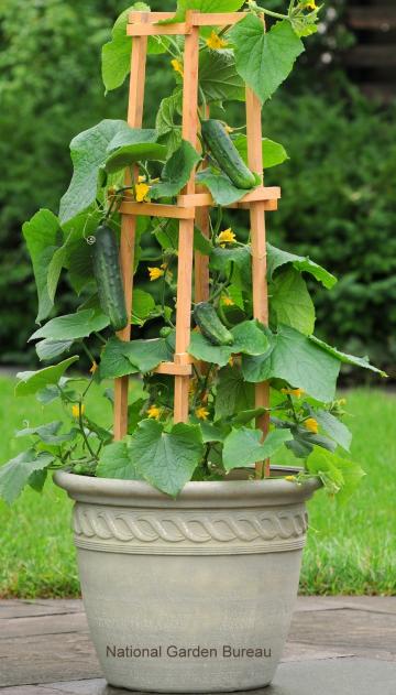 Vegetable garden deals in pots